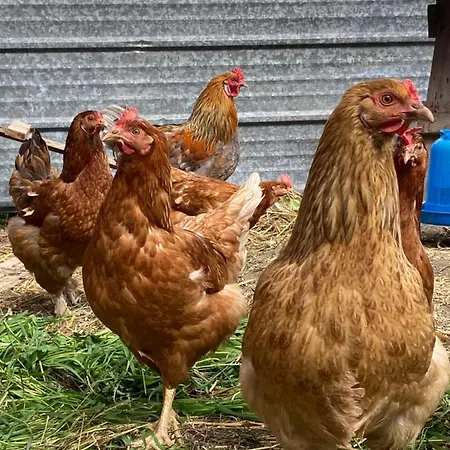 Lillstugans Gaesthem Voyri