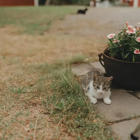 Bauernhof Lillstugans Gaesthem