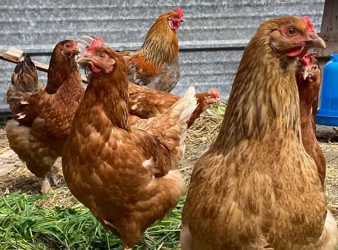 Lillstugans Gaesthem Voyri