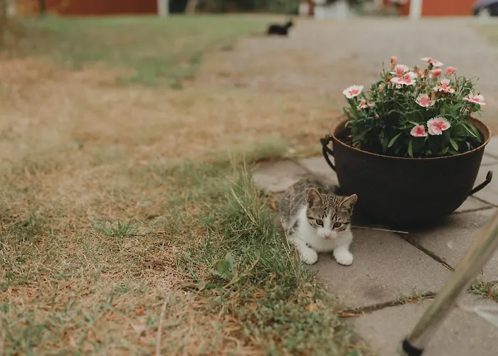 Maatilamajoitukset Lillstugans Gaesthem